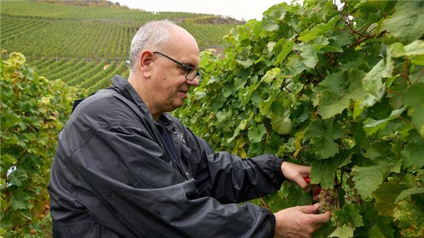 weinernte mit bovenschulte
