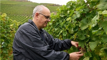 weinernte mit bovenschulte