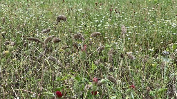 Blühende Blumen auf einer Brachfläche am Tütsberg in der Lüneburger Heide