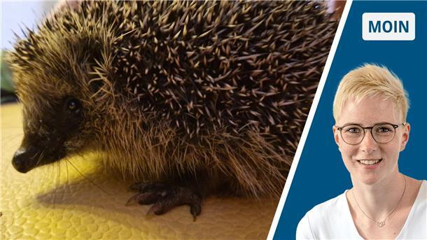 Wie wäre es in diesem Jahr mal mit Winterschlaf? Unser Igel Paul-Konrad wohnt seit ein paar Wochen bei uns und hat in der kurzen Zeit schon ordentlich zugenommen. Am liebsten isst er Katzennassfutter mit Rührei.