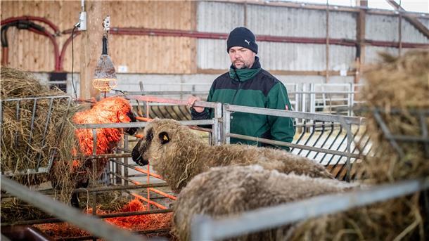 Unter anderem die Übergriffe eines Wolfes auf die Schafherde von Schäfer René Krüger am vergangenen Wochenende nutzten CDU und FDP zur Begründung ihres Dringlichkeitsantrags. Foto: Hartmann