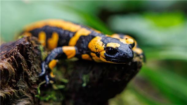 WWF: Aussterbewelle rollte auch 2023 praktisch ungebremst Unter den Amphibien seien die Salamander die am stärksten bedrohte Gruppe.