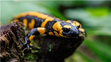 Unter den Amphibien seien die Salamander die am stärksten bedrohte Gruppe.