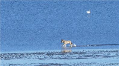 Urlauberin Regina Rösner hat den ausgewachsenen Wolf am Strand von Sahlenburg fotografiert. Ihre Fotos haben mittlerweile überregional Aufmerksamkeit erregt.