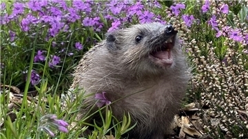 Igel