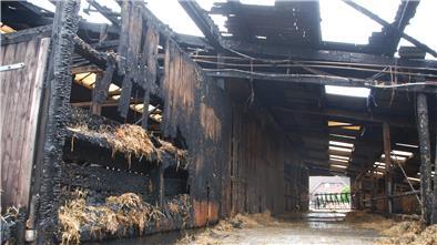 Verbranntes Holz, Löschwasser auf dem Boden: Das Feuer hat ordentlich gewütet im Boxenlaufstall von Jörg Rademacher. Doch alle 125 Rinder konnten – dank tatkräftiger Hilfe von Nachbarn und anderen Flögelnern – rechtzeitig in Sicherheit gebracht werden. Fotos: Schoener