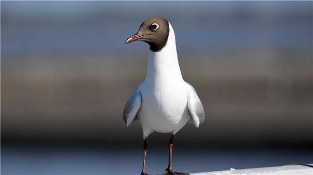 Vermutlich ist die Lachmöwe Überträgerin der Vogelgrippe in Finnland.