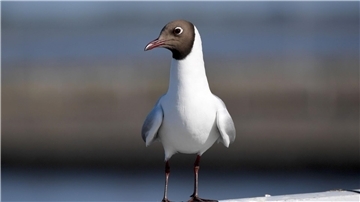Vermutlich ist die Lachmöwe Überträgerin der Vogelgrippe in Finnland.