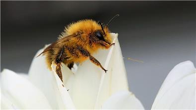Viele Insektenarten sind bedroht. Der Wildbienenbestand ist in den letzten Jahren sogar um 75 Prozent geschrumpft. In Tarmstedt soll deshalb eine Natur-Oase entstehen.