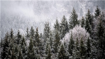 Viele Menschen wollen einen Weihnachtsbaum im Wald selbst schlagen. (Illustration)