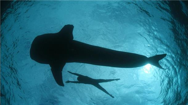 Viele Walhaie tragen Narben durch Fischerei und Tourismus Viele Verletzungen und Narben bei Walhaien - wie abgetrennte Flossen - werden durch Fischerei und Tourismus verursacht.