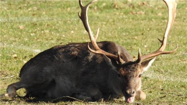 Tier verfängt sich in Kuhstedt in Tornetz Völlig erschöpft liegt der Hirsch nach seiner Befreiung aus dem Tornetz auf dem Boden.