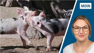 Ein geteiltes Bild: auf der linken Seite sind zwei Ferkel zu sehen, auf der rechten Seite eine Frau mit Brille.