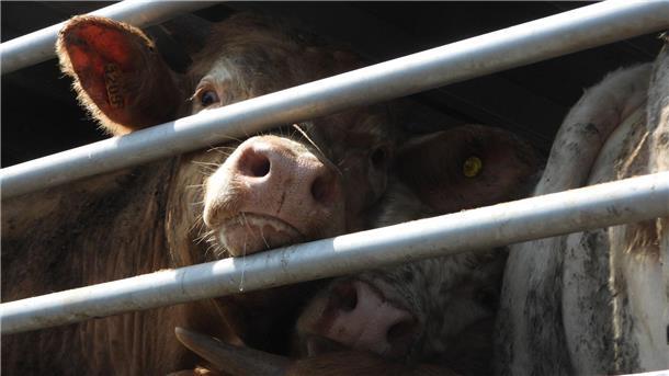 Von 2017 bis 2021 laut EU-Rechnungshof jährlich durchschnittlich rund 1,6 Milliarden Tiere zwischen Mitgliedstaaten und in oder aus Nicht-EU-Ländern transportiert.