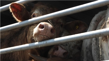 Von 2017 bis 2021 laut EU-Rechnungshof jährlich durchschnittlich rund 1,6 Milliarden Tiere zwischen Mitgliedstaaten und in oder aus Nicht-EU-Ländern transportiert.