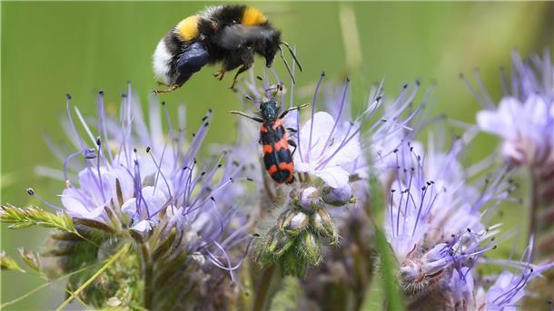 Auf dem Foto tummeln sich Hummel und Käfer auf blauen Blüten. 
