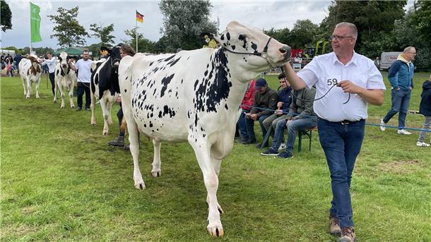 Ein Landwirt führt bei der Tierschau in Stollhamm eine Kuh.