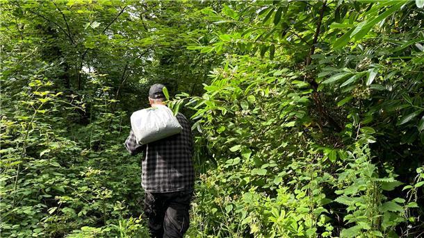 Harte Nuss: Kampf um rote Eichhörnchen in Wales Von rund einem Dutzend grauer Eichhörnchen auf Anglesey weiß der Experte.