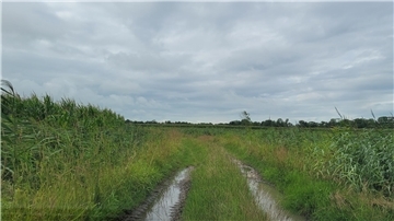 Oberstrich Cappel