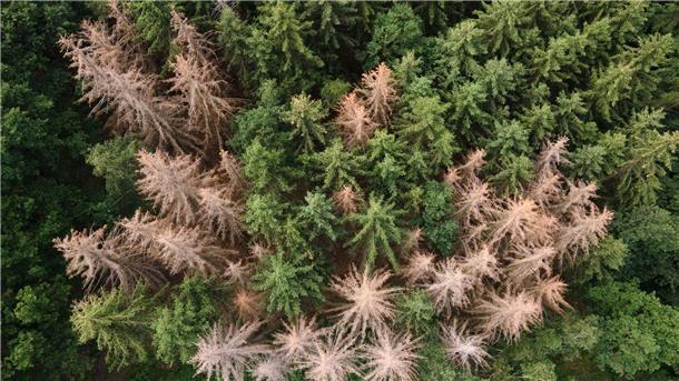 Satellitendaten zeigen: 900.000 Hektar Wald verloren Vor allem im Harz, im Bergischen Land und in Thüringen ist der Waldrückgang besonders groß. (Archivbild)