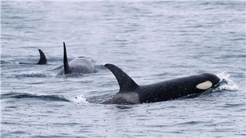 Orcas versenken Segeljacht vor Portugal - Familie gerettet Vor der Küste Portugals häufen sich die gefährlichen Interaktionen. (Archivfoto)