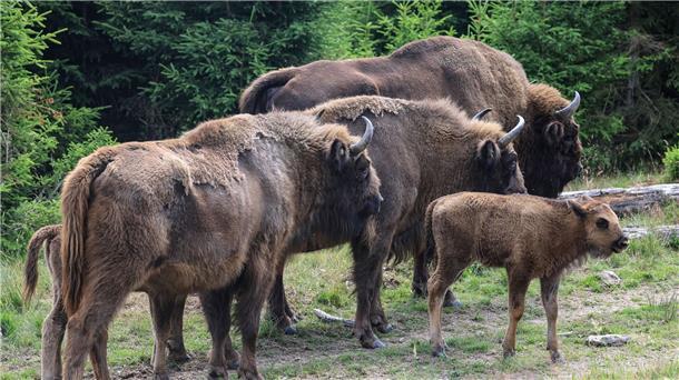 Vor zehn Jahren war eine achtköpfige Wisent-Herde im Wittgensteiner Land im Rothaargebirge freigesetzt worden. Inzwischen ist die Herde deutlich angewachsen und hat sich geteilt.