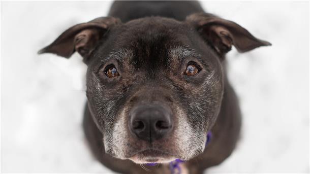 NZ-Kommentar zur Rasseliste in Cuxhaven: Am Menschenverstand vorbei Ein American Staffordshire Terrier