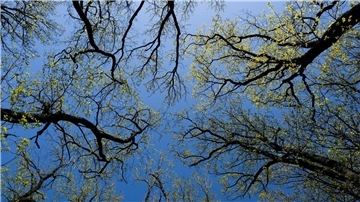 Wald bedeckt rund ein Drittel der gesamten Landesfläche Deutschlands.