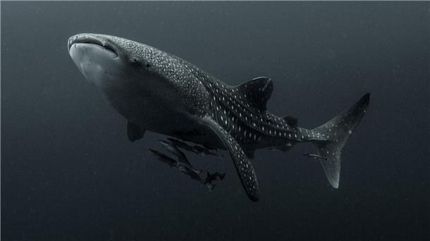 Viele Walhaie tragen Narben durch Fischerei und Tourismus Walhaie gelten als die sanften Giganten der Meere - sind aber stark bedroht.