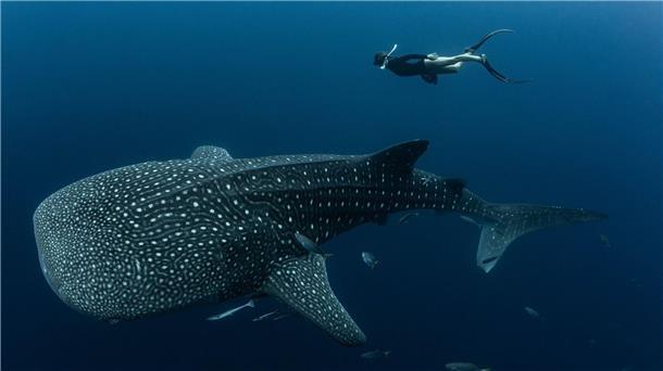 Viele Walhaie tragen Narben durch Fischerei und Tourismus Walhaie sind die größten derzeit lebenden Fische der Erde und faszinieren weltweit Taucher und Schnorchler.