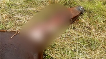 War es der Wolf? In Sandstedt ist ein Pferd durch schwere Verletzungen am Hals gestorben (unverpixelte Bilder im Online-Beitrag). 