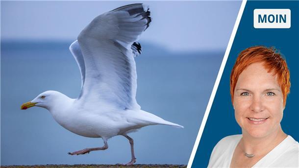 Möwe hebt ab/Bild der Autorin
