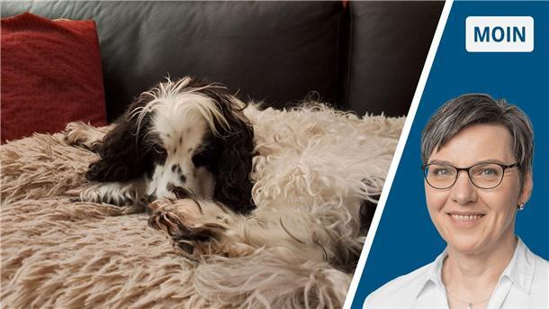 Collage Cocker Spaniel auf dem Sofa / Portraitbild Andrea Vogt