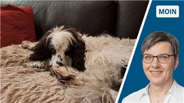 Collage Cocker Spaniel auf dem Sofa / Portraitbild Andrea Vogt