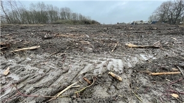 Strandwald