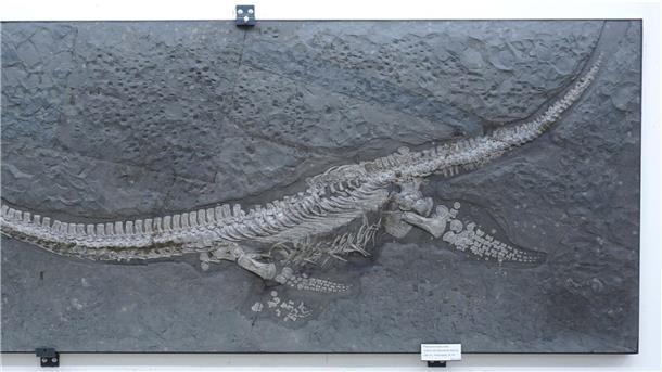 Megalanges Meeresreptil Was für ein langer Hals! So sieht das Fossil des Reptils aus.