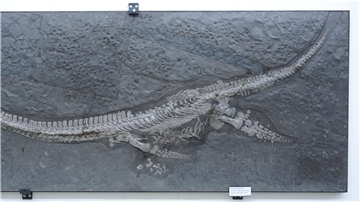 Was für ein langer Hals! So sieht das Fossil des Reptils aus.