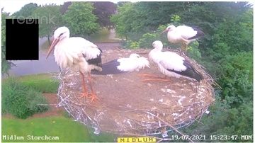 Was für ein schmuckes Quartett! Dank einer Webcam können wir sehen, wie diese vier Jungstörche im Cuxland großwerden.