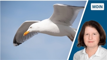 Eine Möwe fliegt durch die Luft.