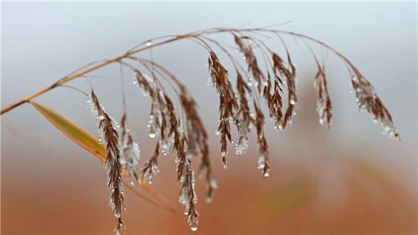 Wassertropfen hängen an einer Schilfpflanze in Veckenstedt.