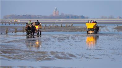 Wattkutschen mit Touristen sind im Watt zwischen Cuxhaven und der Insel Neuwerk unterwegs.