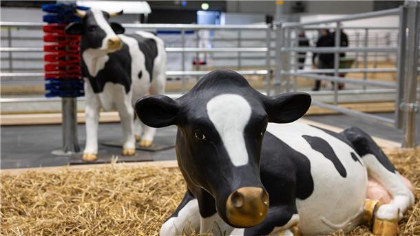 Grüne Woche mit Besucherzuwachs: 310.000 unterm Funkturm Wegen eines Falls von Maul- und Klauenseuche in Brandenburg waren etliche Tiere dieses Jahr nicht auf der Grünen Messe vertreten - oder eben nur als Attrappe. (Archivbild)