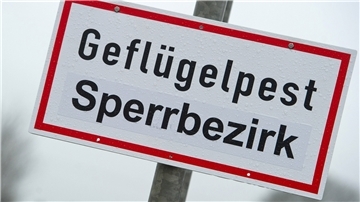 Die Geflügelpest grassiert seit Ende Juli auch im Landkreis Cuxhaven. Hunderte Betriebe sind von den Schutzmaßnahmen betroffen. 