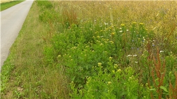 Wegseitenränder sind wertvoller Lebensraum für die Tier- und Pflanzenwelt und sollen in der Gemeinde Gnarrenburg wieder gepflegt werden.