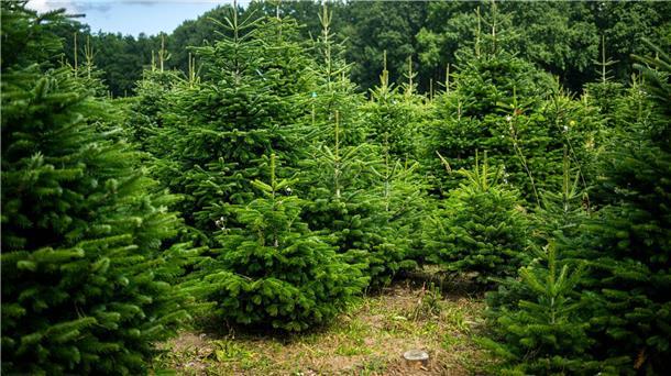 Weihnachtsbäume im Norden in gutem Zustand Weihnachtsbäume werden häufig auf Plantagen angebaut.