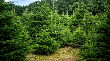 Weihnachtsbäume werden häufig auf Plantagen angebaut.