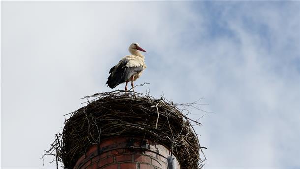 Weil der Wind zu stark war, kippte in der Gemeinde Loxtstedt ein Mast mit einem Storchennest um. Inzwischen durfte der Storch wieder einziehen.