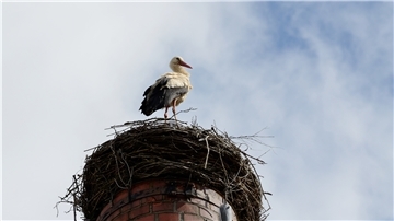 Weil der Wind zu stark war, kippte in der Gemeinde Loxtstedt ein Mast mit einem Storchennest um. Inzwischen durfte der Storch wieder einziehen.