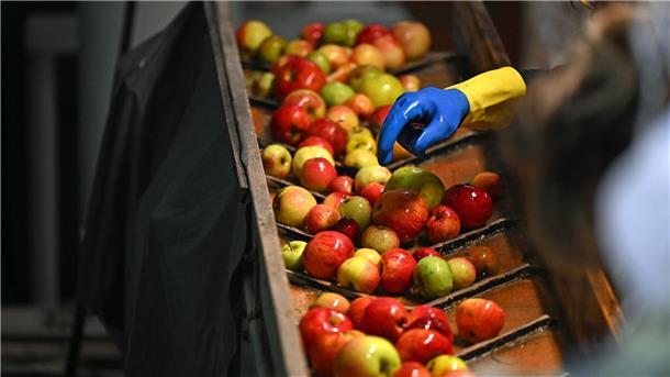 Weil die Ernte in diesem Jahr so gut ist, bringen Leute viele Äpfel in Keltereien, wo Saft daraus hergestellt wird.