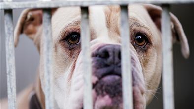 Eine «Old English Bulldog» steht im Tierheim Ludwigshafen hinter dem Gitter ihres Käfigs.